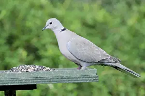 Collared Dove Drucke: Collared Dove - at feeding table
