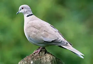 Drucke von JD-17303 Halsbandvogel Stretopelia decaocto Hans Daniels Bitte beachten Sie, dass die Drucke nur für persönliche Anzeigezwecke gedacht sind und nicht reproduziert werden dürfen Columbiformes Drucke: Kolkräher - Auf Sitzplatz