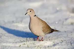 Collared Dove Drucke: Collared Dove - in the snow - Cornwall - UK