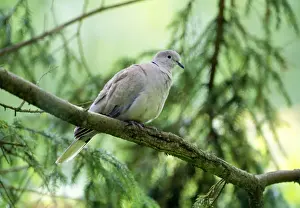Collared Dove Drucke: Collared Dove - In tree