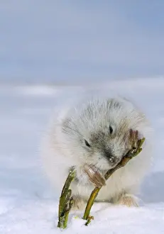 Drucke von ANZ-13 Collared LEMMING - Nahrung von Zwergespinne Winter Kara Meer Küste Taimyr Halbinsel, Arktis-Tundra Russland Dicrostonyx torquatus Andrey Zvoznikov Bitte beachten Sie Torquatus Drucke: Kollargedämmerschwein - Nahrungsaufnahme an Zwergespinne im Winter