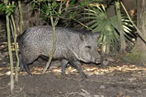 Tropical Animal Photography Drucke: Collared Peccary Belize