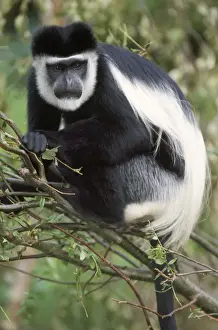 Drucke von USH-611 Schwarz und Weiß Kolbenbär Monkeys - Näherung im Baum Kolobus angolensis Duncan Usher Bitte beachten Sie Schwarzer Kolobus Drucke: Makakenkolossus