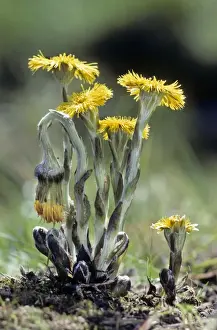 Coltsfoot Plant Drucke: Coltsfoot