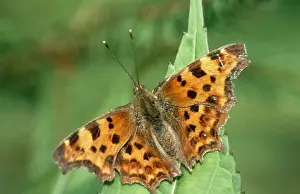 Johan De Meester Photography Drucke: Comma Butterfly