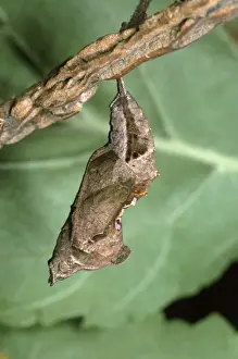 Nature Wall Art Prints Drucke: Comma Butterfly - chrysalis