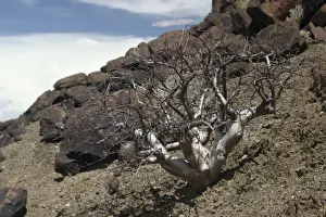 Namibian Flora And Fauna Drucke: Commiphora wildii Namibia