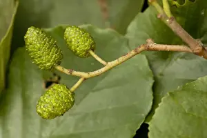 Flowering Plant Photography Drucke: Common alder: cones
