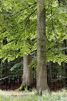 Common Beech Forest Drucke: Common Beech forest - Belgium