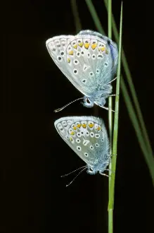 British Wildlife Images Online Drucke: Common Blue Butterfly