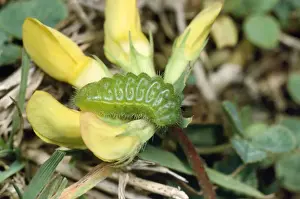 Common Blue Butterfly Pictures Drucke: Common Blue Butterfly - Larvae