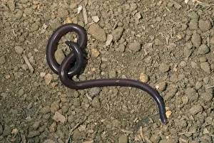 Wildlife Reptiles Drucke: Common / Brahminy Blind Snake