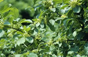 Close Up Of Leaves Drucke: Common Buckthorn