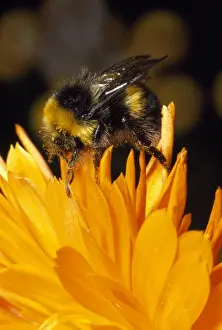 Bombus Terrestris Images Drucke: Common Bumblebee - UK