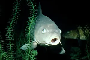 Drucke von KEL-709 Gemeiner Karpfen Cyprinus carpio Ken Lucas Bitte beachten Sie, dass Drucke nur für persönliche Anzeigezwecke gedacht sind und irgendeine Form der Wiedergabe nicht erlaubt ist C Drucke: Karpfenschwanzlachs