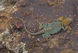 Desert Lizard Species Drucke: Common Collared Lizard - Colorado
