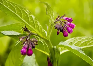 Organic Gardening Tips Drucke: Common Comfrey - purple form