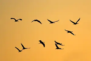Grus Grus Images Drucke: Common Crane