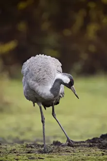 Eurasian Crane Pictures Drucke: Common Crane - UK