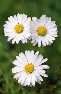 Common Daisy Images Drucke: Common Daisy