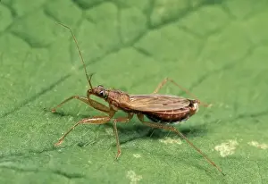 Wildlife Prints For Home Decor Drucke: Common Damsel Bug UK
