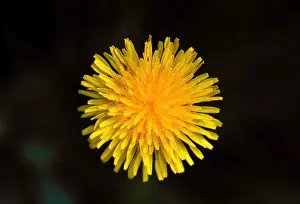 Gemeiner Sonnenblumenröschen