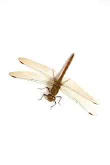 Common Darter