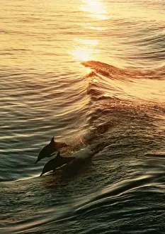 Delphinus Delphis Images Drucke: Common Dolphin 2 leaping at sunset