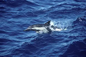Marine Mammal Pictures Drucke: Common dolphin