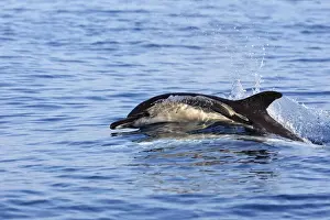 Marine Mammals Europe Drucke: Common Dolphin in the strait of Gibraltar
