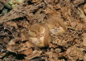Ardea Wildlife Photography Drucke: Common Dormouse - 2 hibernating