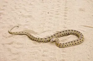 African Wildlife Photography Prints Drucke: Common Egg-eater Snake basking in roadway