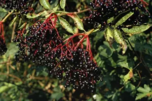 Elderberry Plant Drucke: Common Elder Plant - fruit