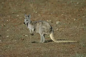 Don Hadden Photography Drucke: Common Euro / Wallaroo Flinders Ranges, South Australia, Australia