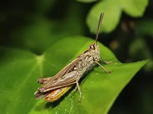 Common Field Grasshopper Drucke: Common Field Grasshopper