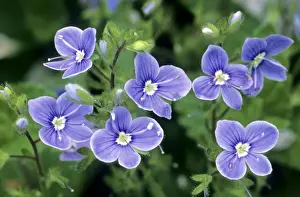 Wild Blue Flowers Drucke: Common field-speedwell