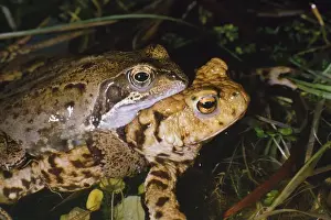 Amphibian Mating Drucke: Common Frog - male found mating (amplexus) with female Common Toad (Bufo bufo)