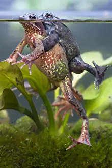 Bilder vom 7. März 2009: Gemeiner Frosch - Paar im Amplexus mit Köpfen über Wasser atmet und wird unter Wasser fotografiert; Wiltshire (England)
