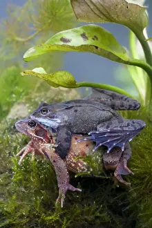 Common Frog Mating Drucke: Common frog - Pair in amplexus photographed underwater, Wiltshire, England, UK