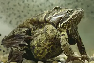 Amphibian Mating Season Drucke: Common Frogs - Mating