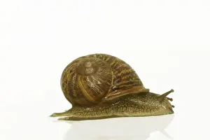 Jean Michel Labat Images Drucke: Common Garden Snail