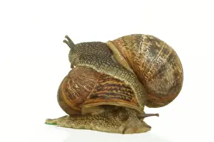 Drucke von LA-1040 Gemeine Gartenschnecke - zwei, Paarung Helix aspersa Jean Michel Labat Bitte beachten Sie, dass die Drucke nur für persönliche Anzeigezwecke gedacht sind und nicht reproduziert werden dürfen Schnecken Drucke: Gemeine Gartenschnecken Paarung