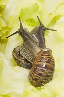 Jean Michel Labat Photos Drucke: Common Garden Snails Mating on lettuce leaf