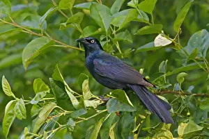 Wildlife Photography Prints Online Drucke: Common Grackle