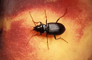 British Wildlife Insects Drucke: Common Ground Beetle UK