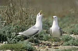 Personal Use Bird Prints Drucke: Common Gull - pair courtship displaying
