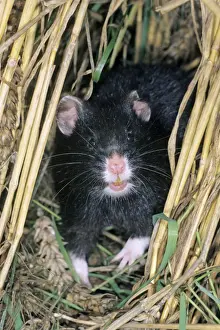 European Mammals Wildlife Drucke: Common Hamster - black variation, Lower Saxony, Germany