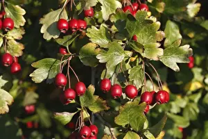 Common Hawthorn Plant Drucke: Common Hawthorn - with fruit