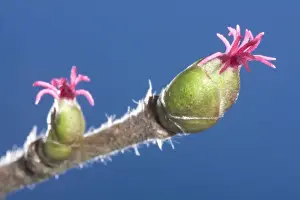 Corylus Avellana Images Drucke: Common Hazel - catkins