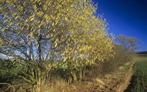 Duncan Usher Photography Drucke: Common Hazel - flowering in hedge